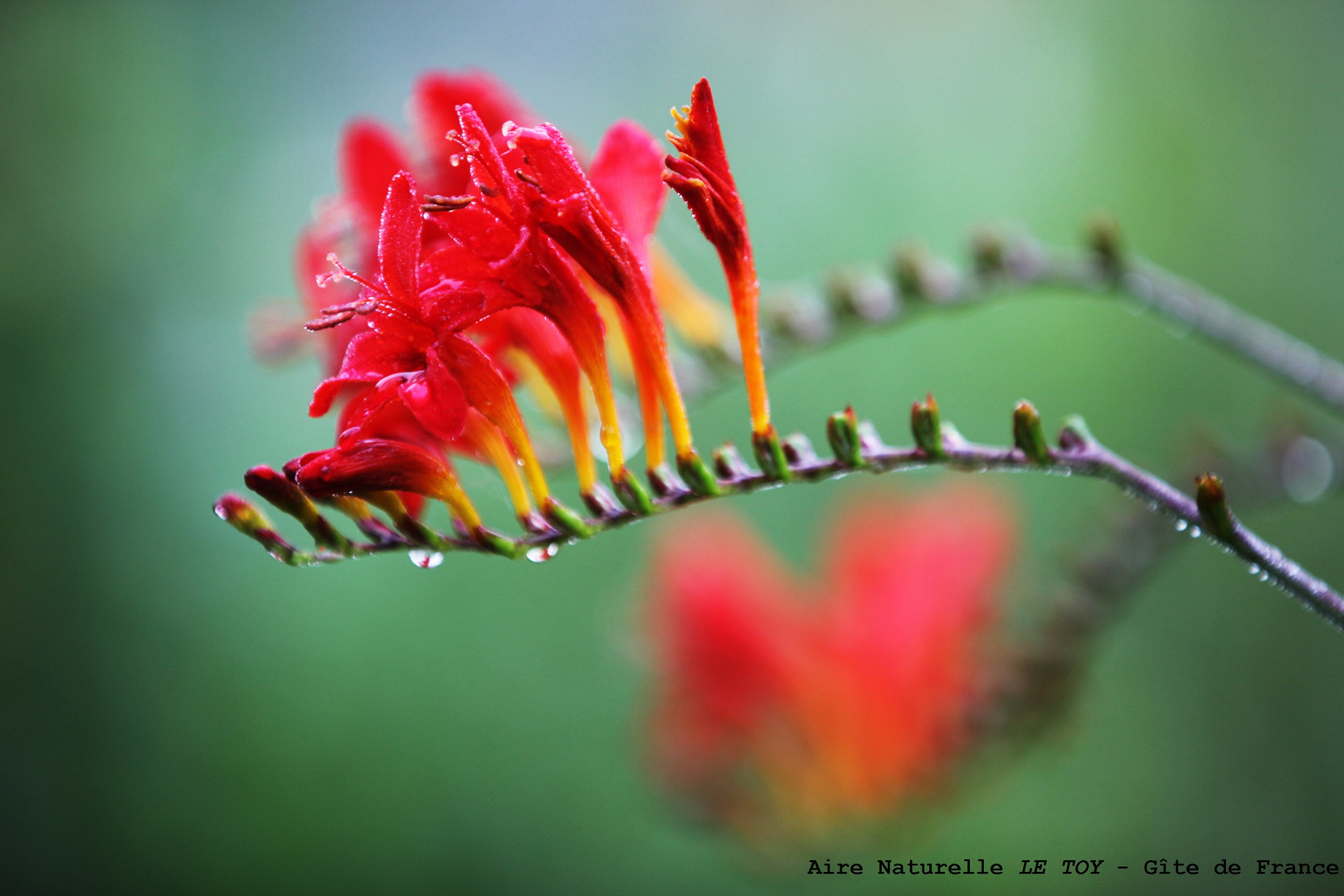 Paradis d'une fleur