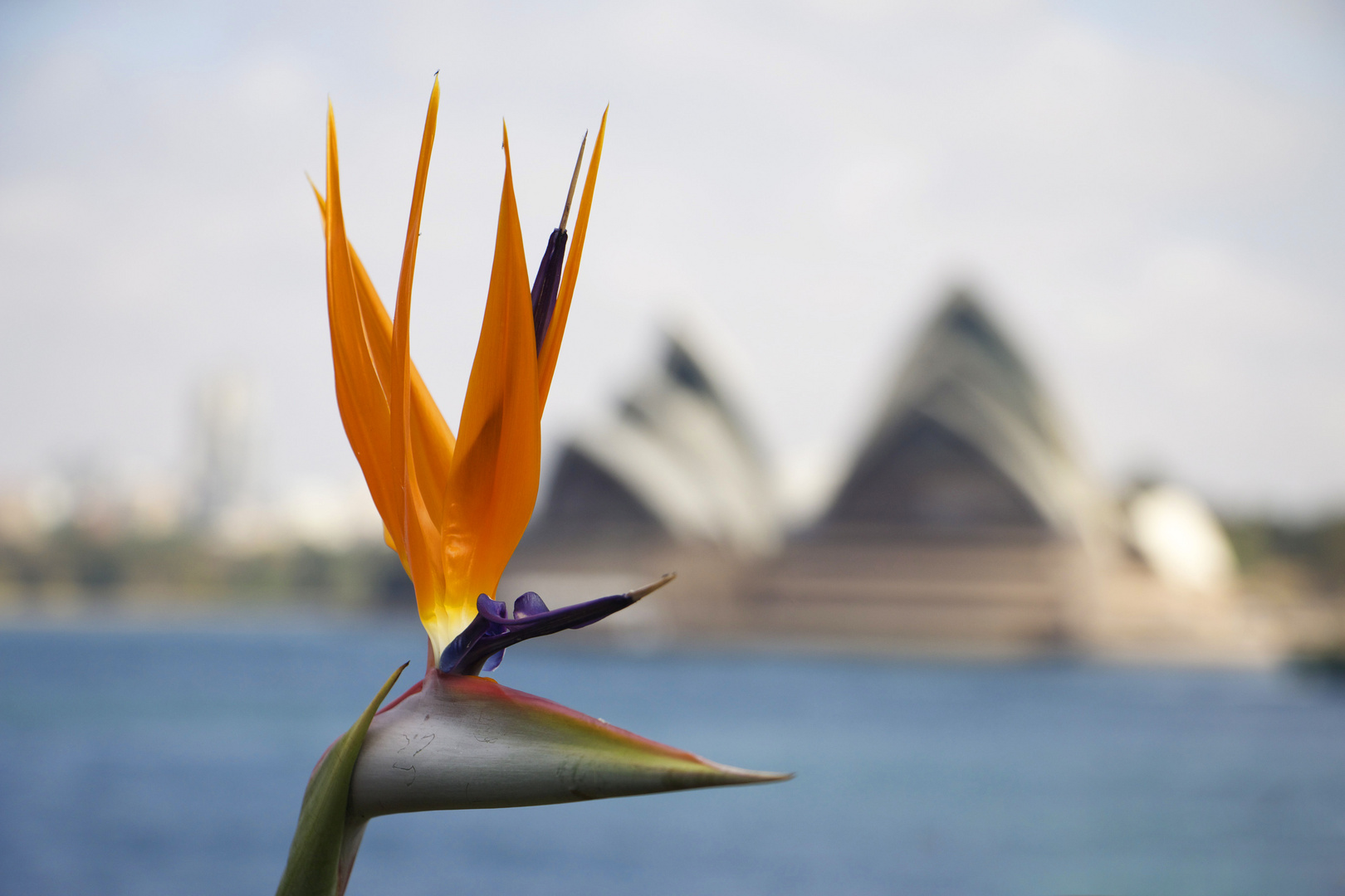 Paradise Bird in front of the opera house 