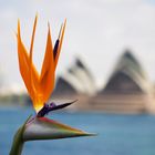 Paradise Bird in front of the opera house 