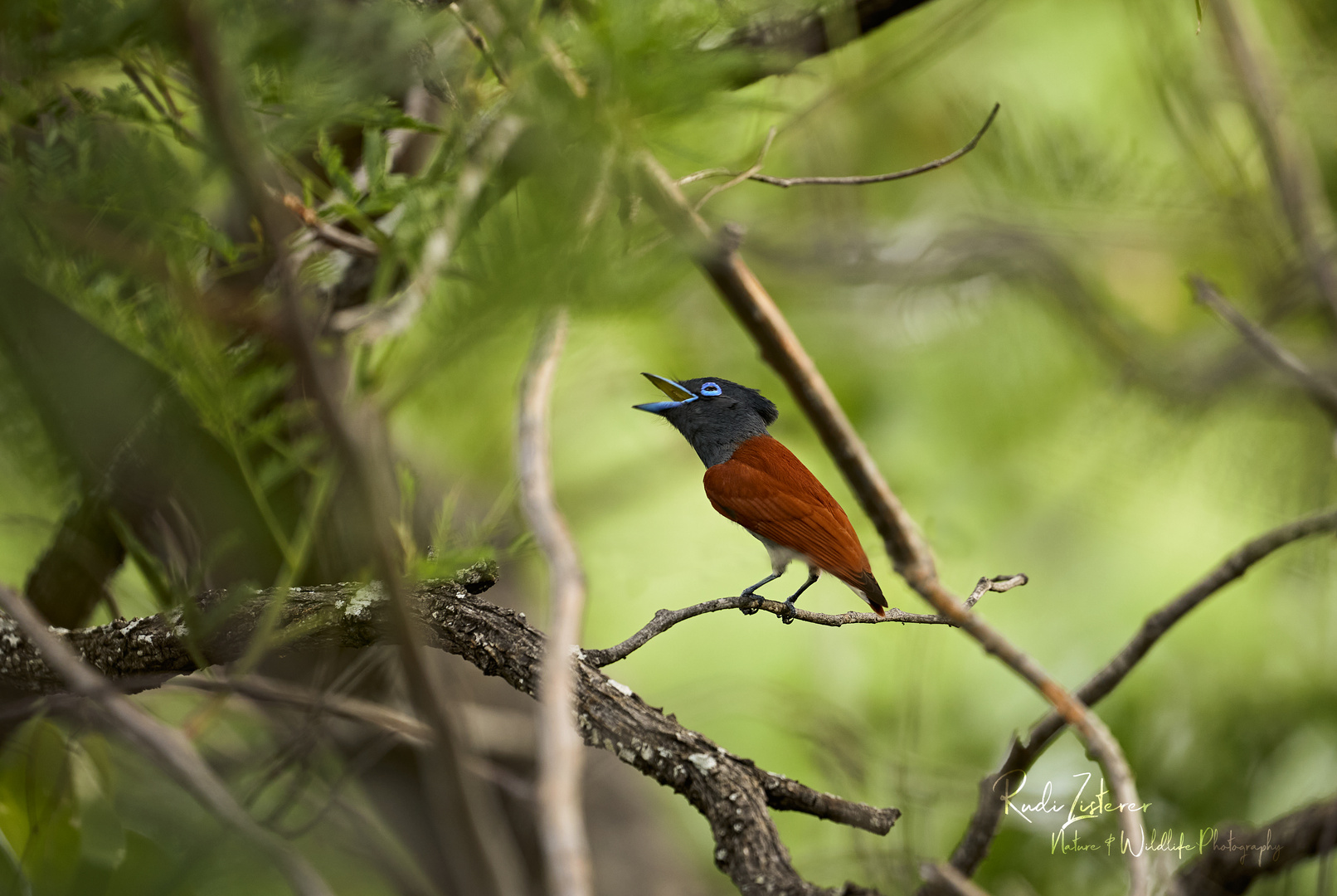 Paradise Flycatcher