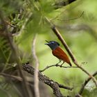 Paradise Flycatcher