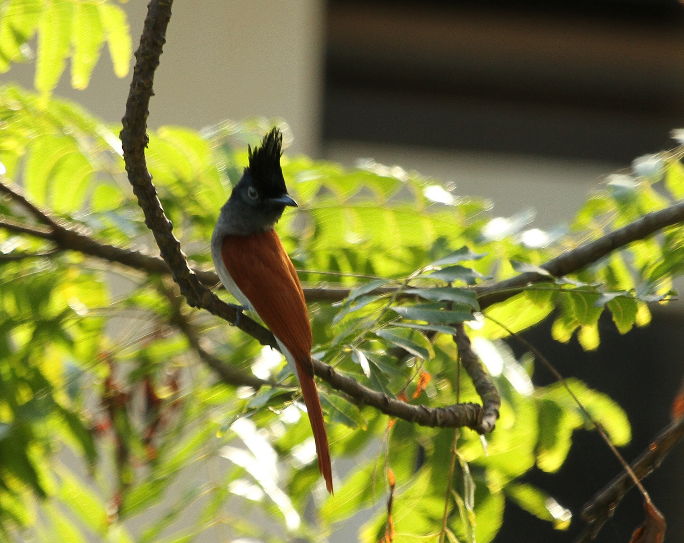 Paradise-Flycatcher