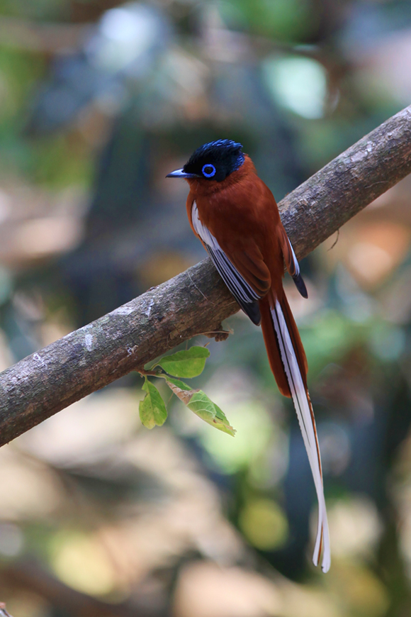 paradise flycatcher white tailed