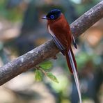 paradise flycatcher white tailed