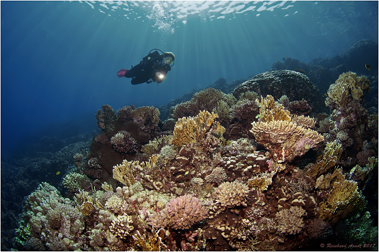 Paradise Red Sea