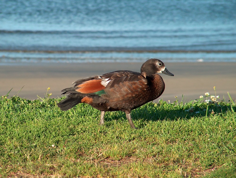 Paradise Shell Duck