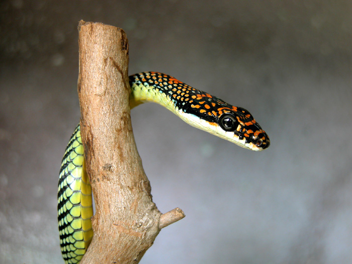 Paradise Tree Snake Chrysopelea paradisi
