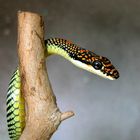 Paradise Tree Snake Chrysopelea paradisi