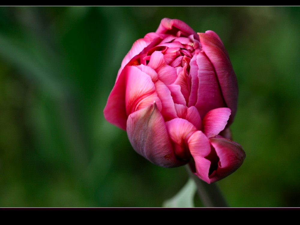 | Paradise Tulip |