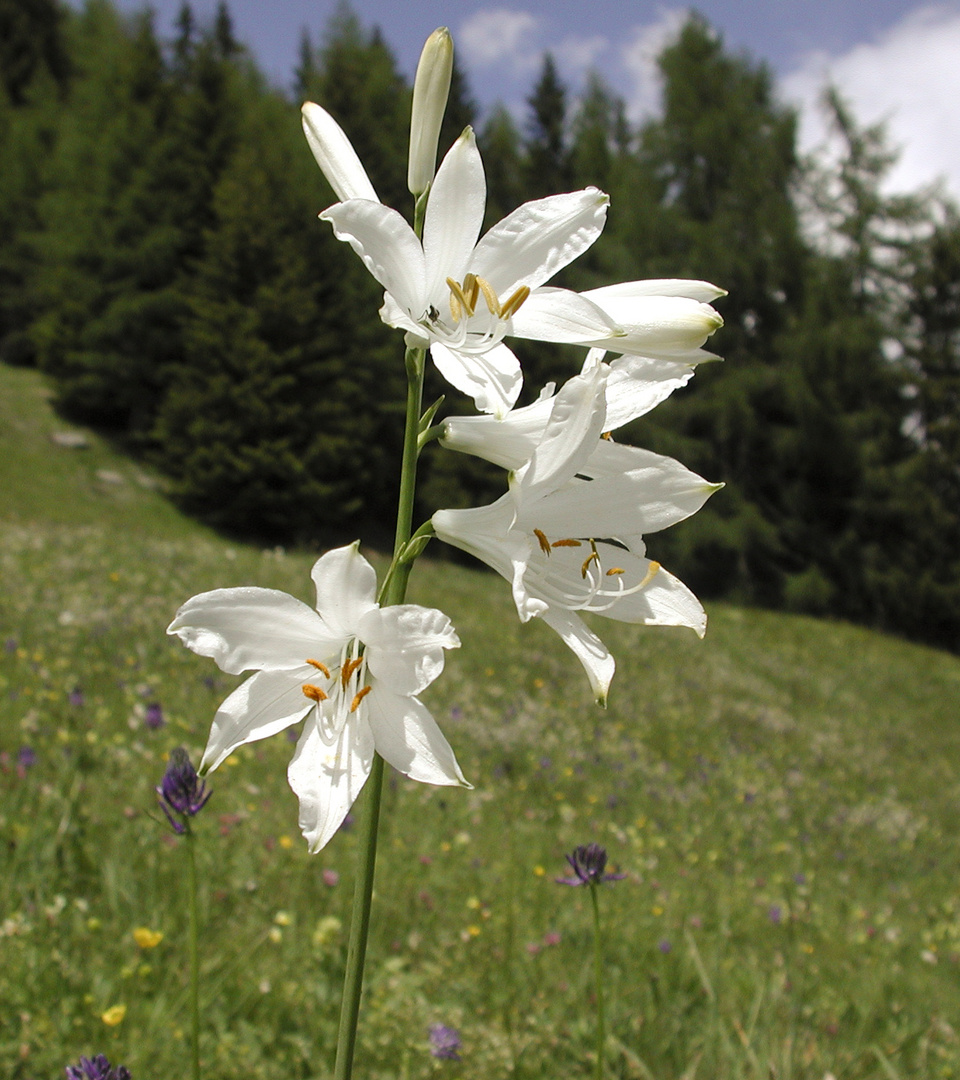 Paradisea liliastrum - Paradies- oder Trichterlilie