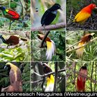 paradise_birds