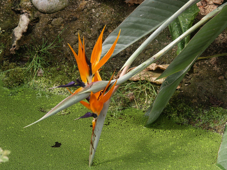 Paradisio Park , Belgien