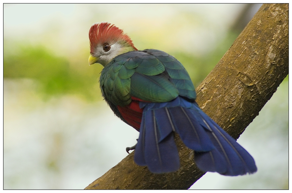 Paradisvogel Paradisvogel
