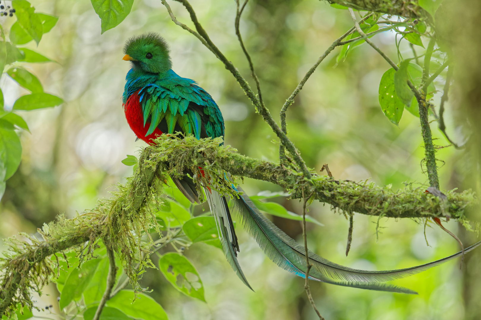 Paradisvogel_(Quetzal)_Maennchen
