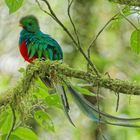 Paradisvogel_(Quetzal)_Maennchen