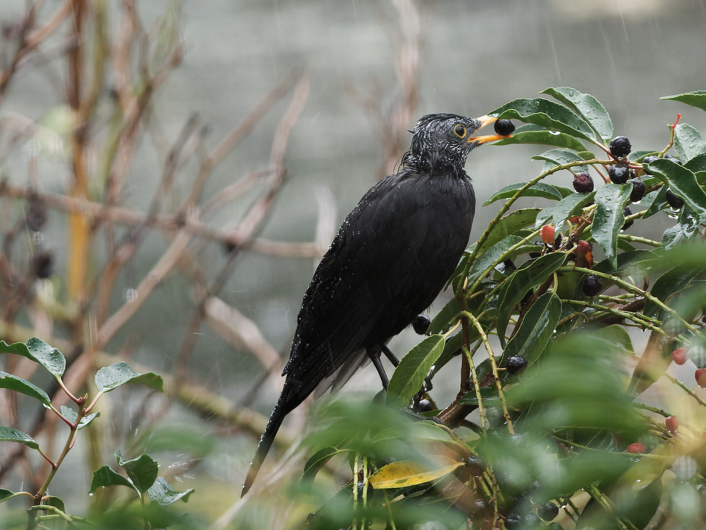 Paradox - Amsel ist Pudelnass