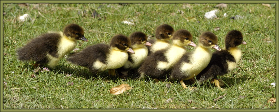 Paradox - Enten im Gänsemarsch