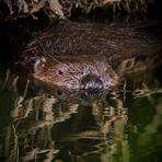 "Paradox - im Zoo sah ich keinen Biber, aber dafür einen an der Gründlach"