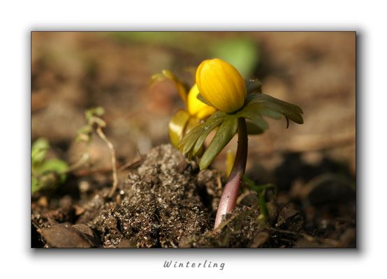 Paradox: Winterling - ein Frühlingsbote