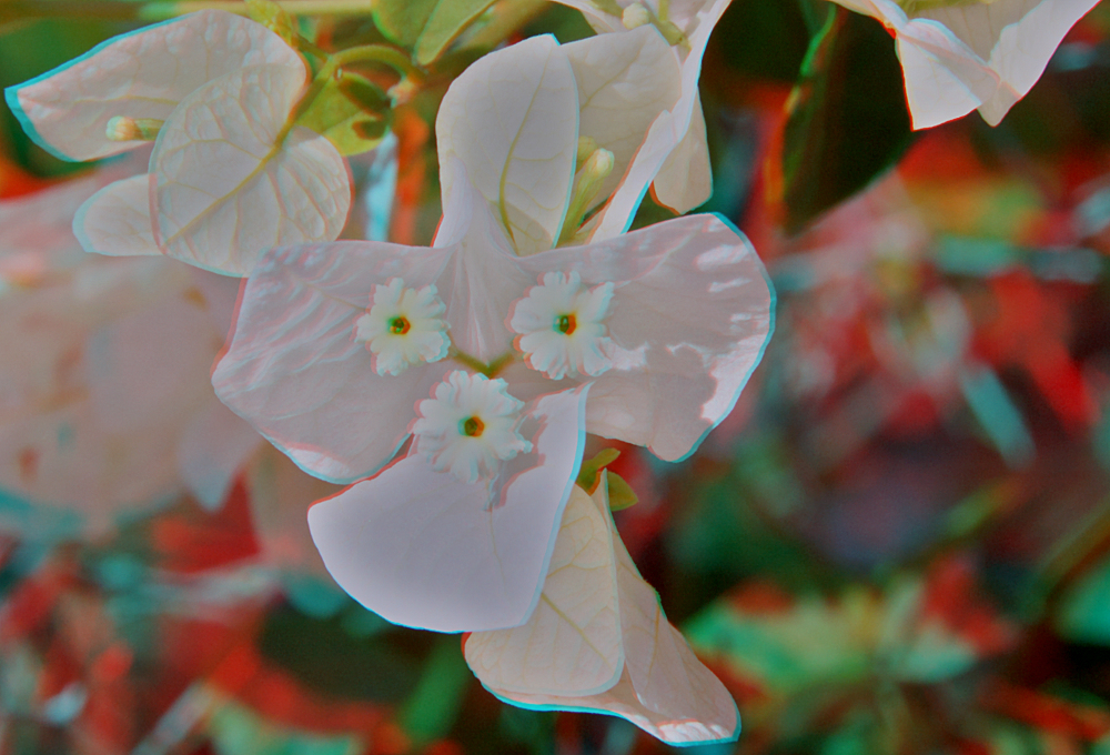 Paradoxum (3D für rot/cyan Brille)