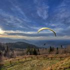 Paraglider