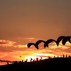 Paraglider auf der Wasserkuppe