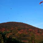 Paraglider - Ölberg, Schriesheim