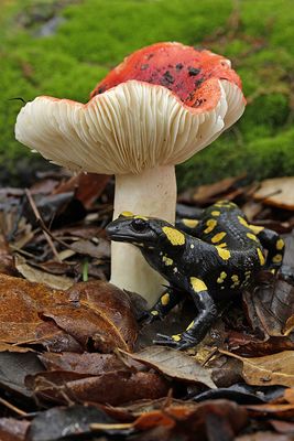 Paragüas de Salamadra