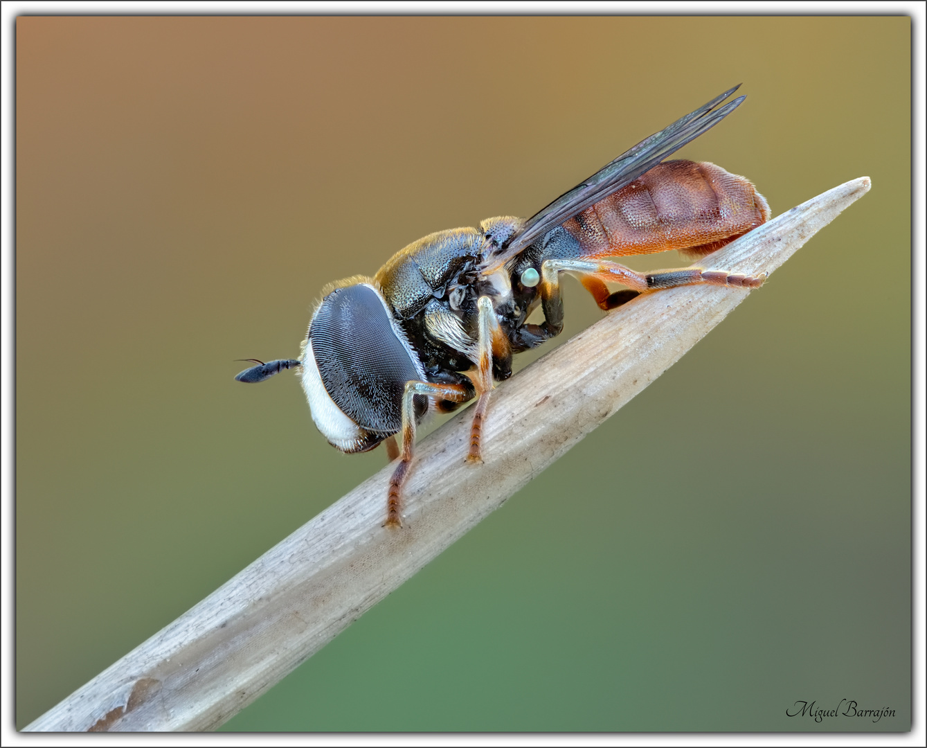 Paragus sp. (Diptera, Syrphidae)