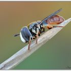 Paragus sp. (Diptera, Syrphidae)