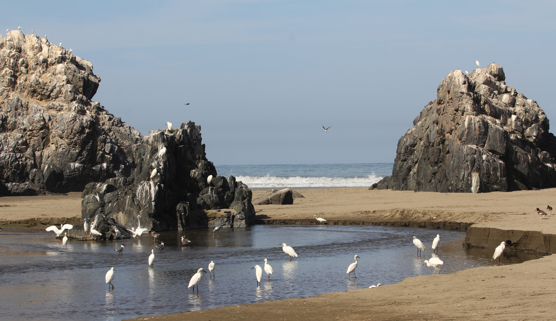 Paraiso de aves