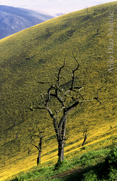 Paraíso