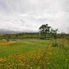 Paraje Florido de Primavera en Aljaraque