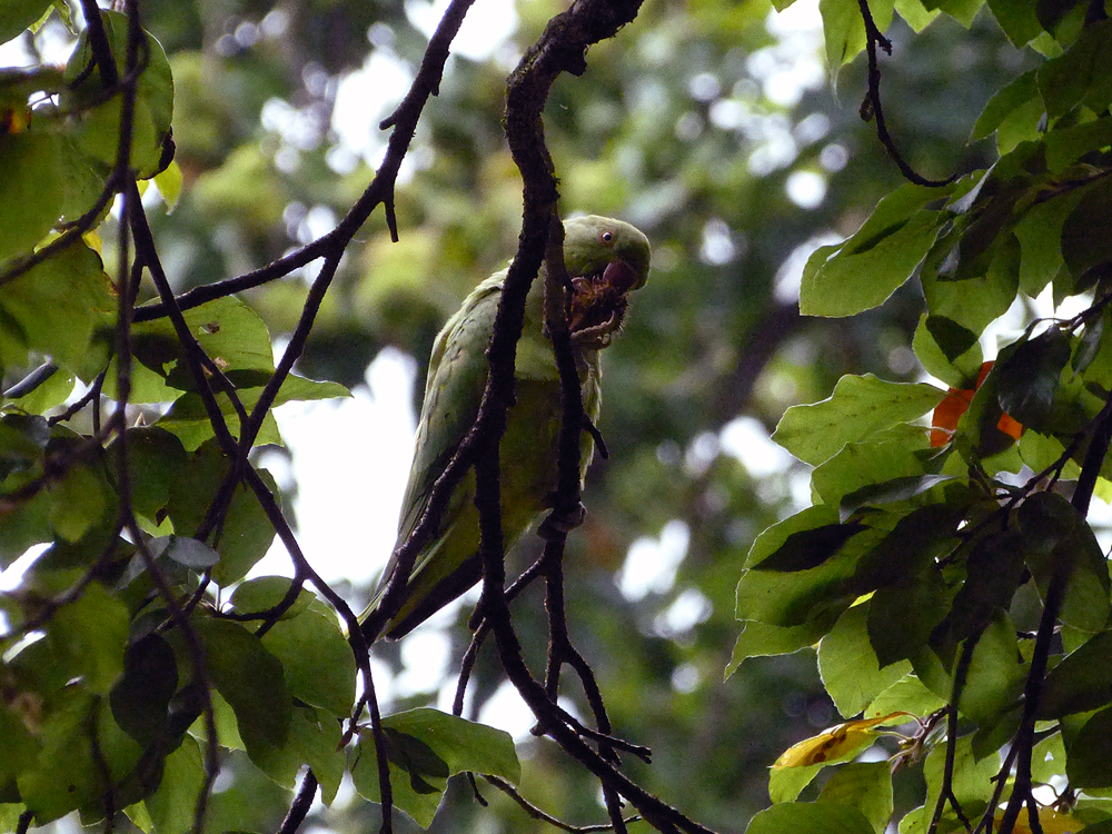 Parakeet at Kew Gardens