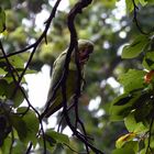 Parakeet at Kew Gardens