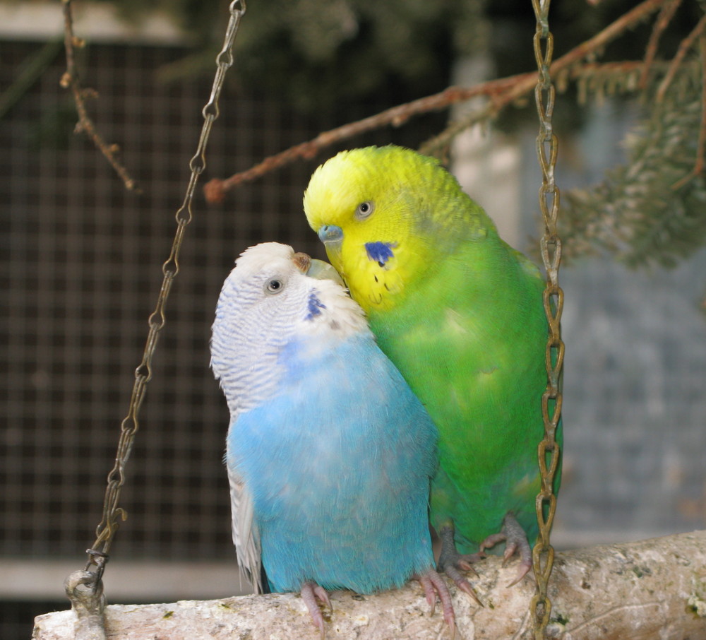 Parakeets