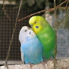 Parakeets