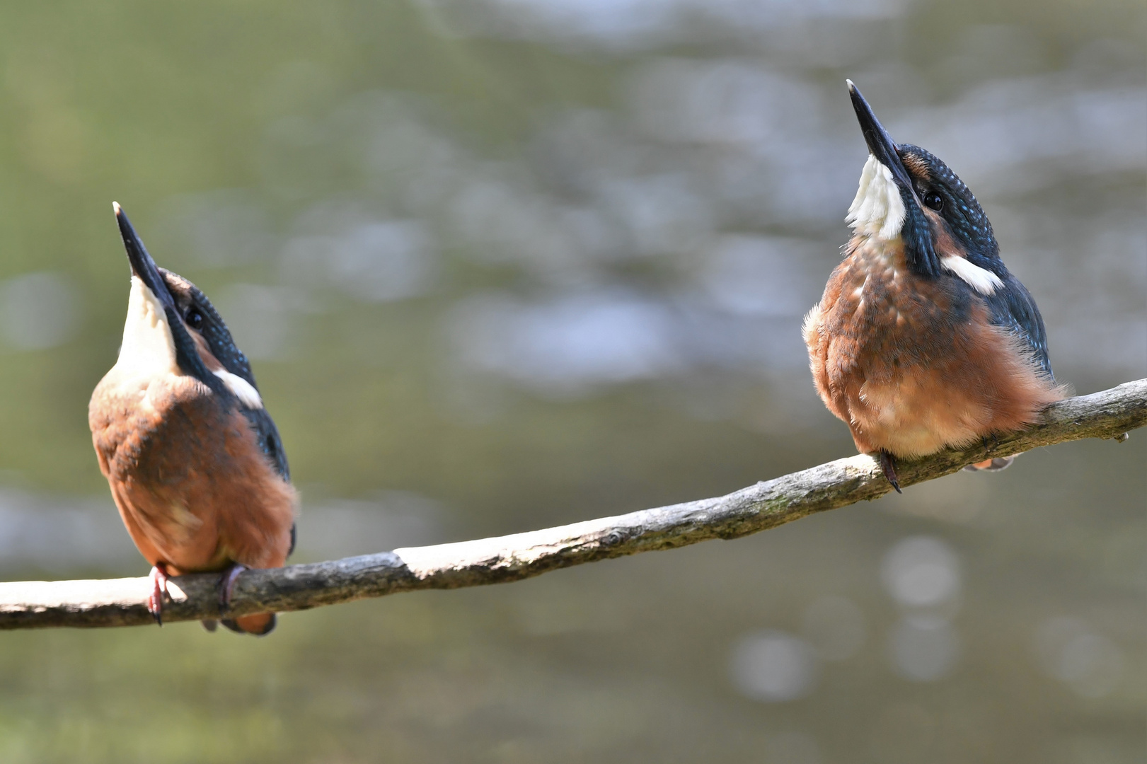 Parallel Beobachtung der jungen Eisvögel