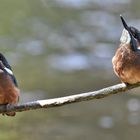 Parallel Beobachtung der jungen Eisvögel