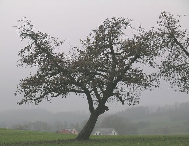 Parallel zum Dach oder die Folgen des Windes