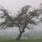 Parallel zum Dach oder die Folgen des Windes