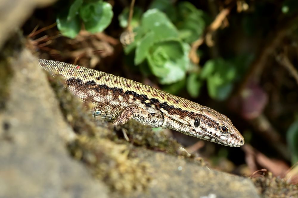 Parallelen Foto & Bild makro, natur, tiere Bilder auf