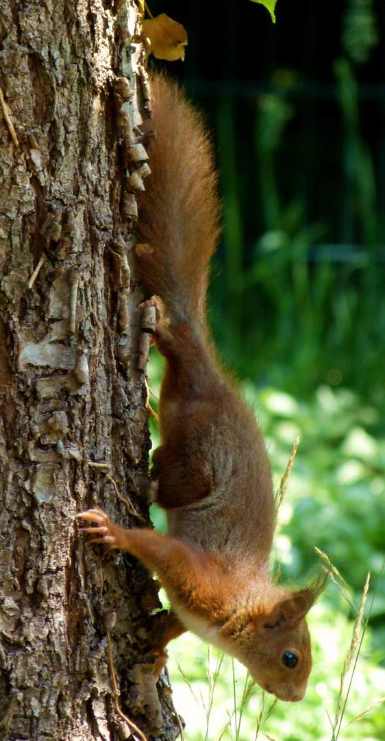 Paralleles Eichhörnchen