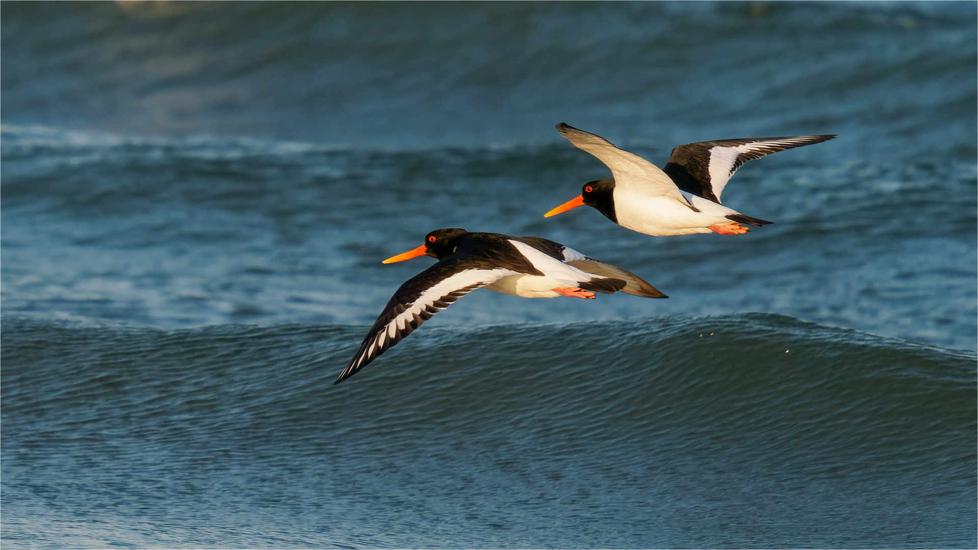 Parallelflug in der der Abendsonne  .....