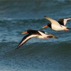 Parallelflug in der der Abendsonne  .....