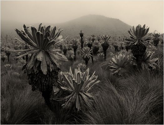 --------------------Paramo--------------------