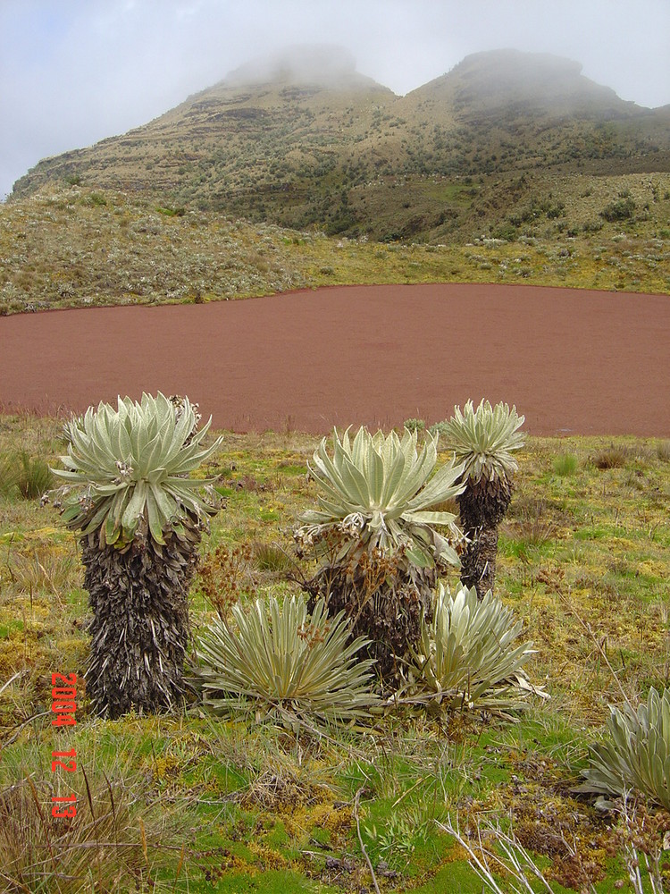 Páramo de Ocetá - Mongua - COLOMBIA