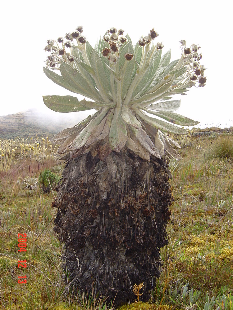 Páramo de Ocetá, Sector de Mauchi- Frailejon (Speletia incana), COLOMBIA