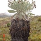 Páramo de Ocetá, Sector de Mauchi- Frailejon (Speletia incana), COLOMBIA