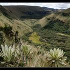 Paramo del Angel, Ecuador